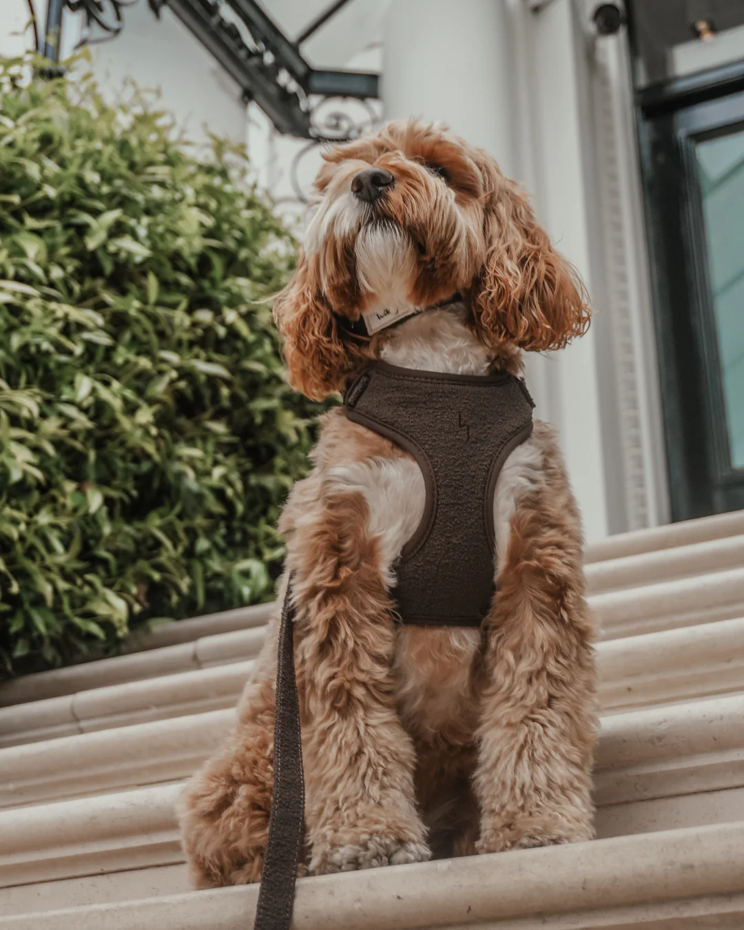 Chocolate┃Bouclé Adjustable Harness - Image 8