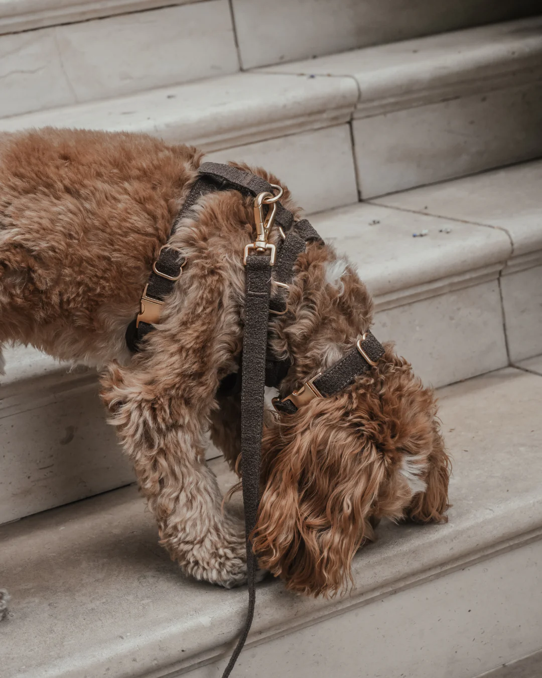 Chocolate┃Bouclé Adjustable Harness - Image 9