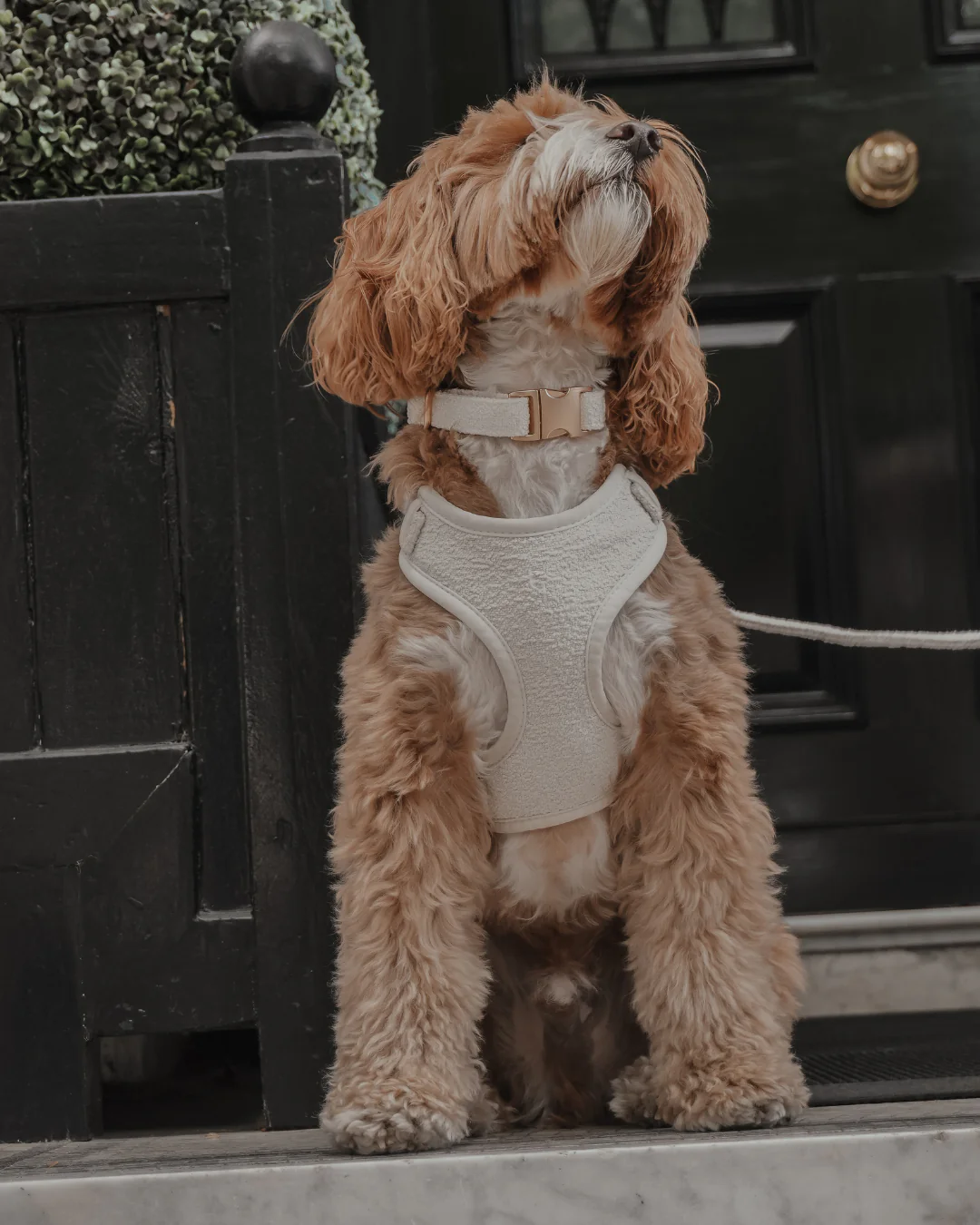 Marshmallow┃Bouclé Collar - Image 3