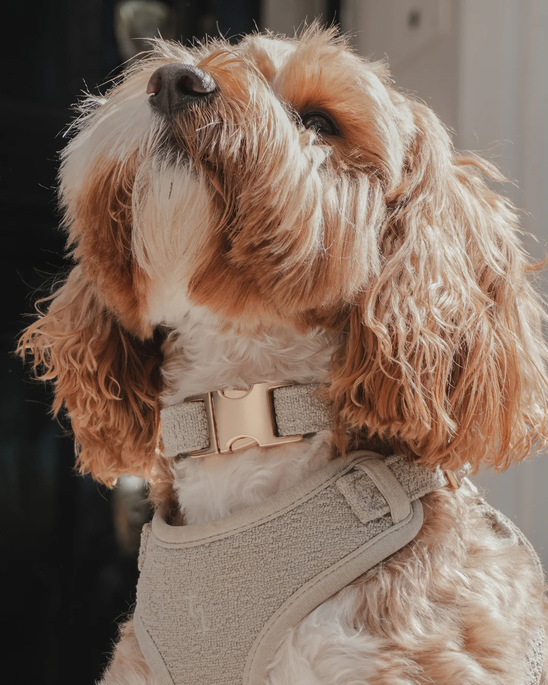 Matcha┃Bouclé Collar - Image 6