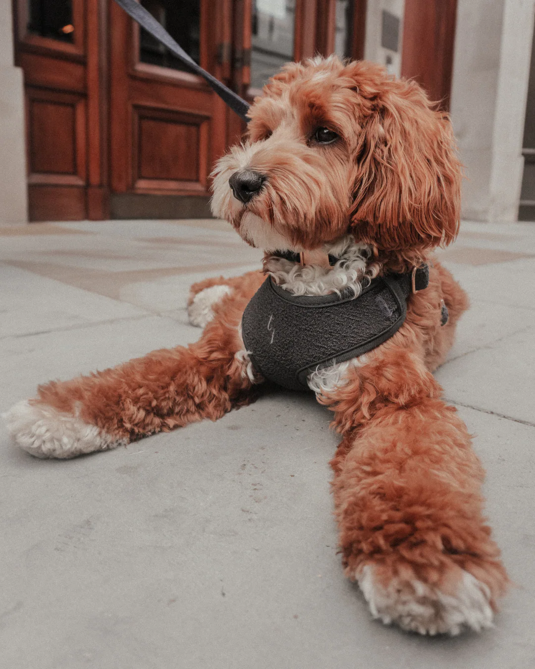 Midnight┃Bouclé Adjustable Harness - Image 4
