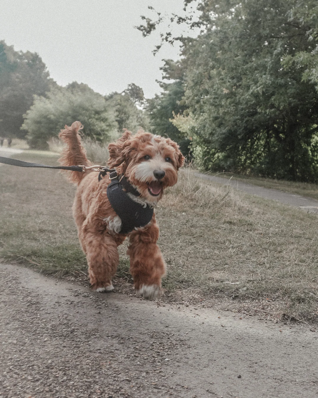 Midnight┃Bouclé Adjustable Harness - Image 9